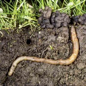 The Benefits of Earthworms and How to Attract Them Image